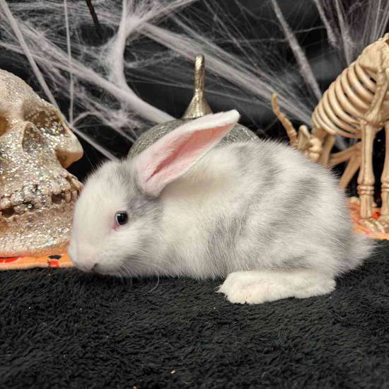 Flemish Giant Holland Lop Mix