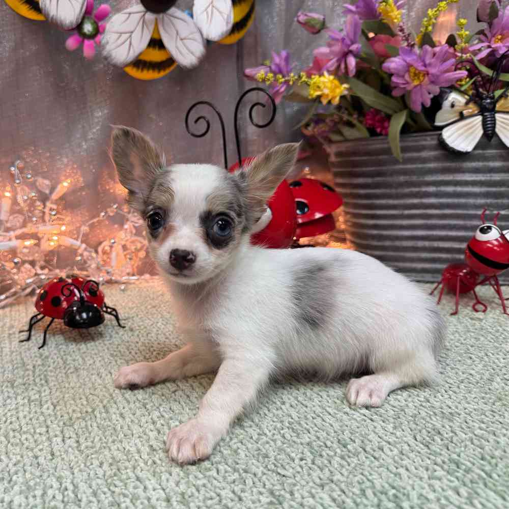 carousel pet images