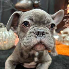 French Bulldog