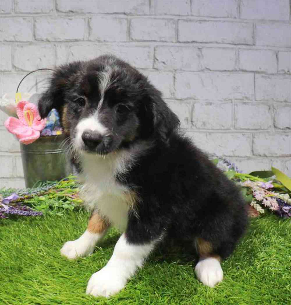 carousel pet images