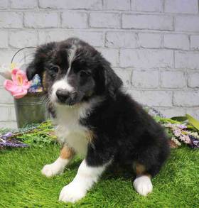 Mini Australian Sheperd