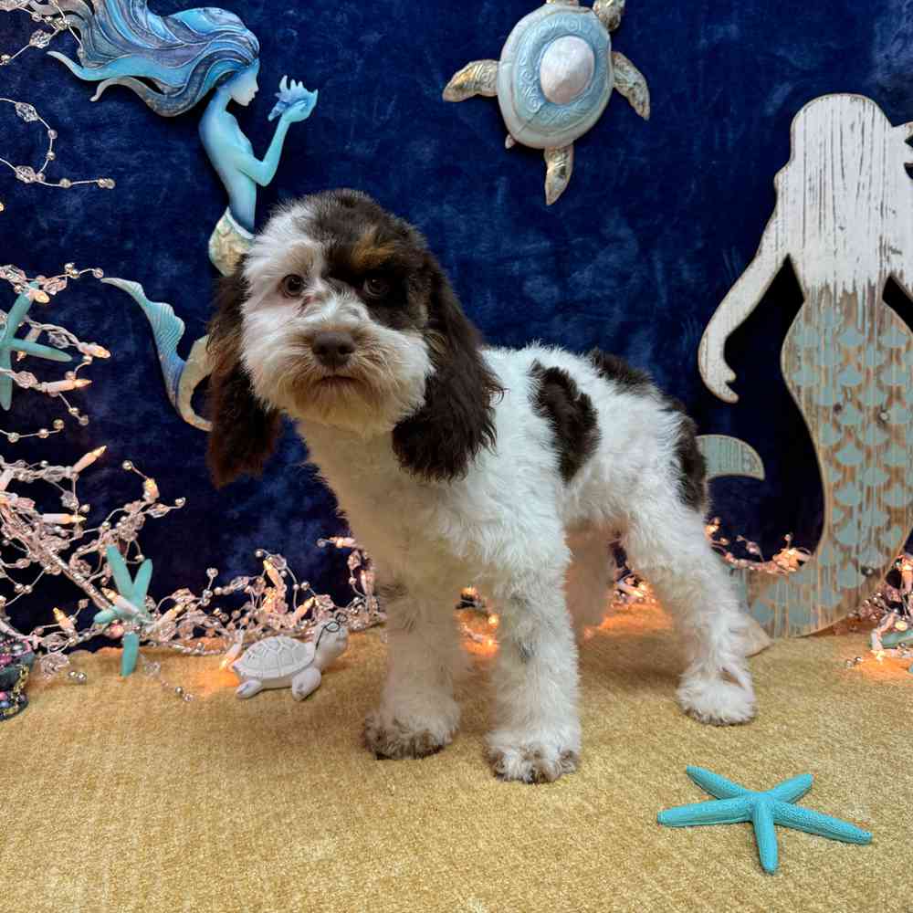 carousel pet images