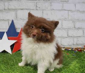 Pomeranian