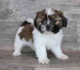 Shih Tzu