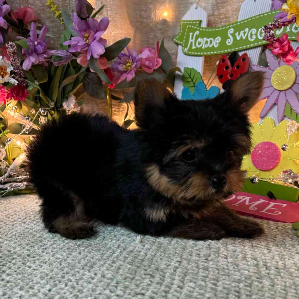 carousel pet images