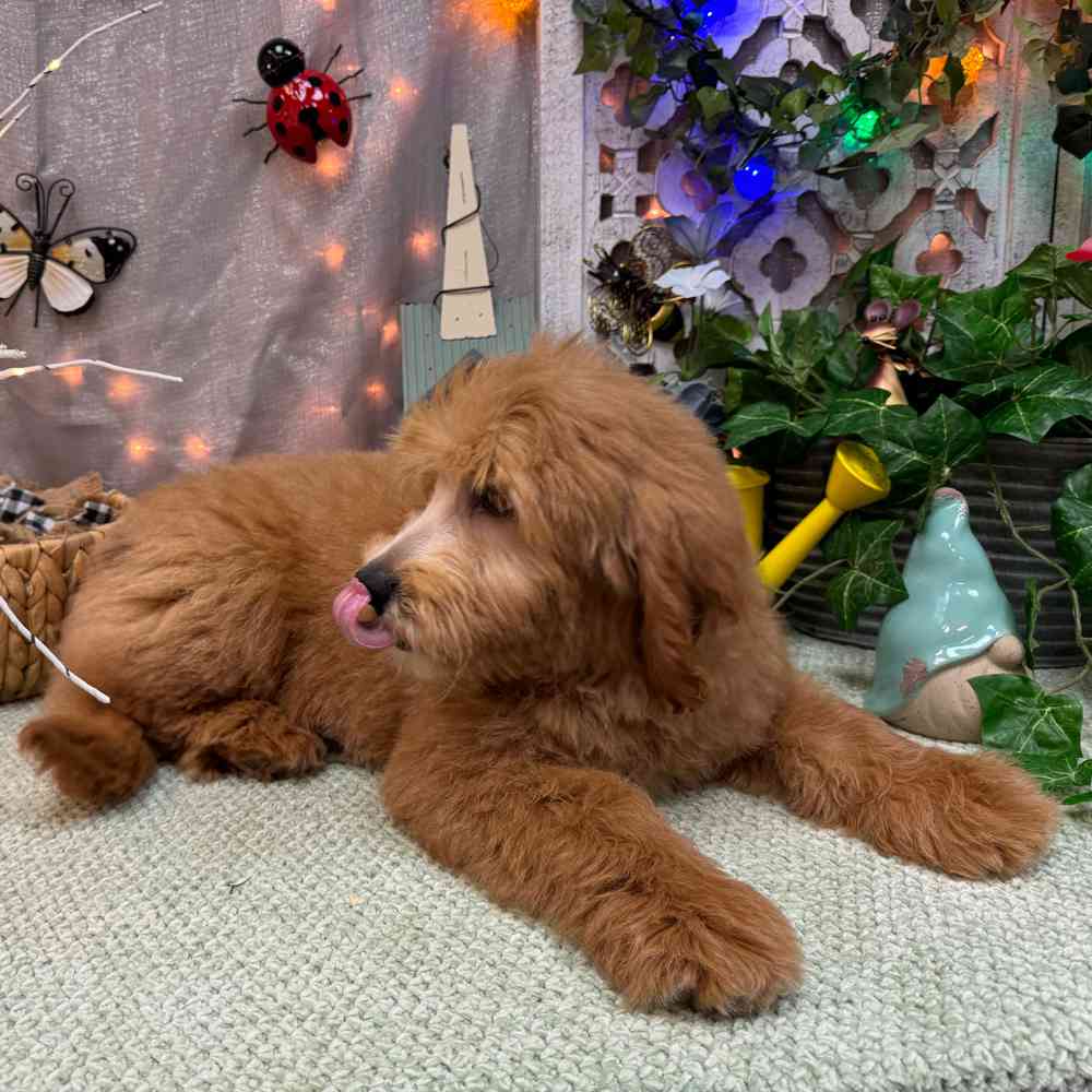 carousel pet images
