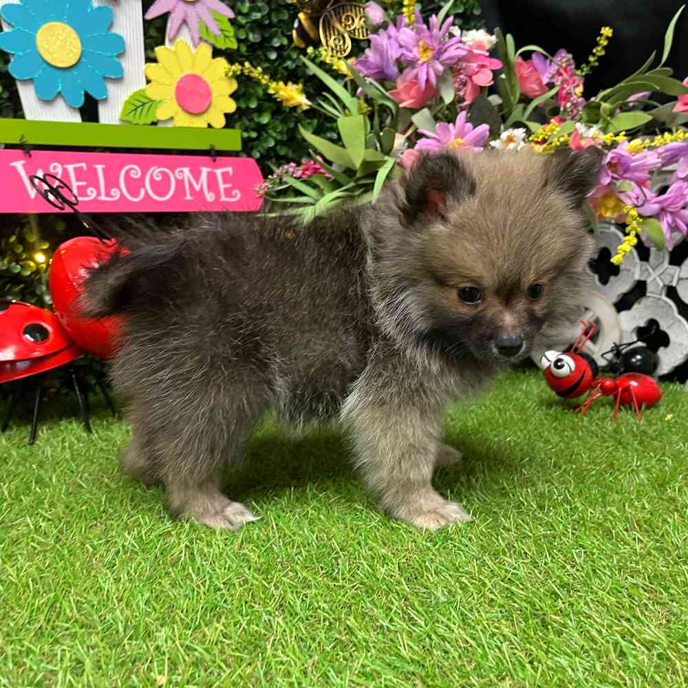 carousel pet images