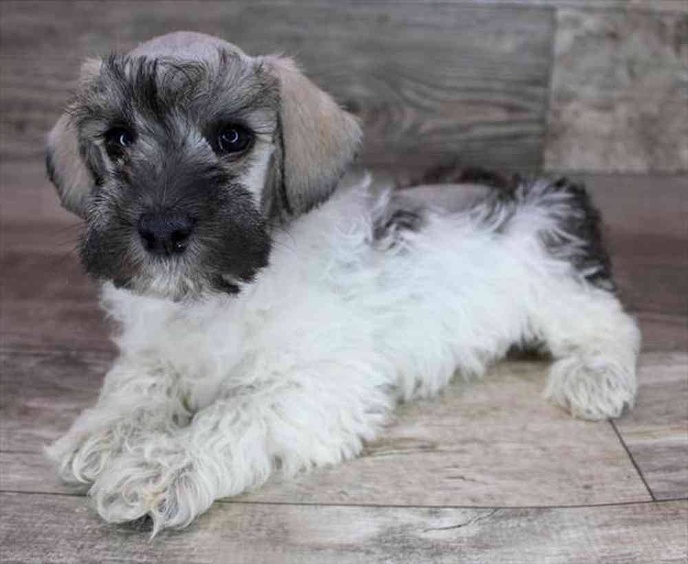 carousel pet images