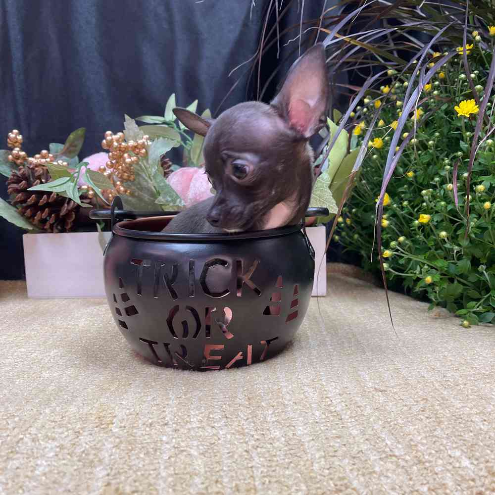 carousel pet images