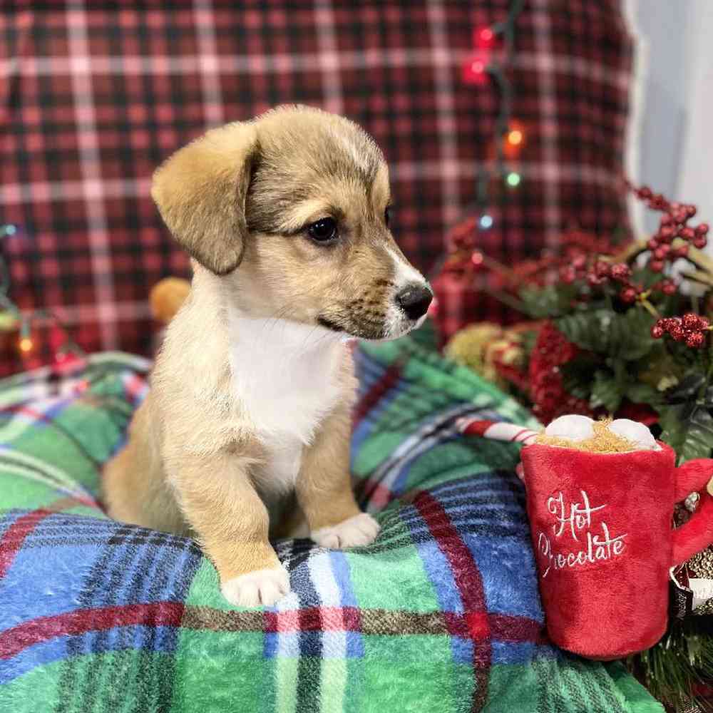 carousel pet images