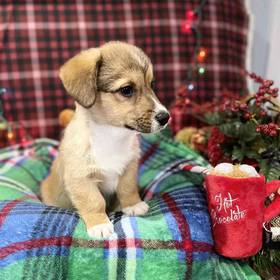 Pembroke Welsh Corgi