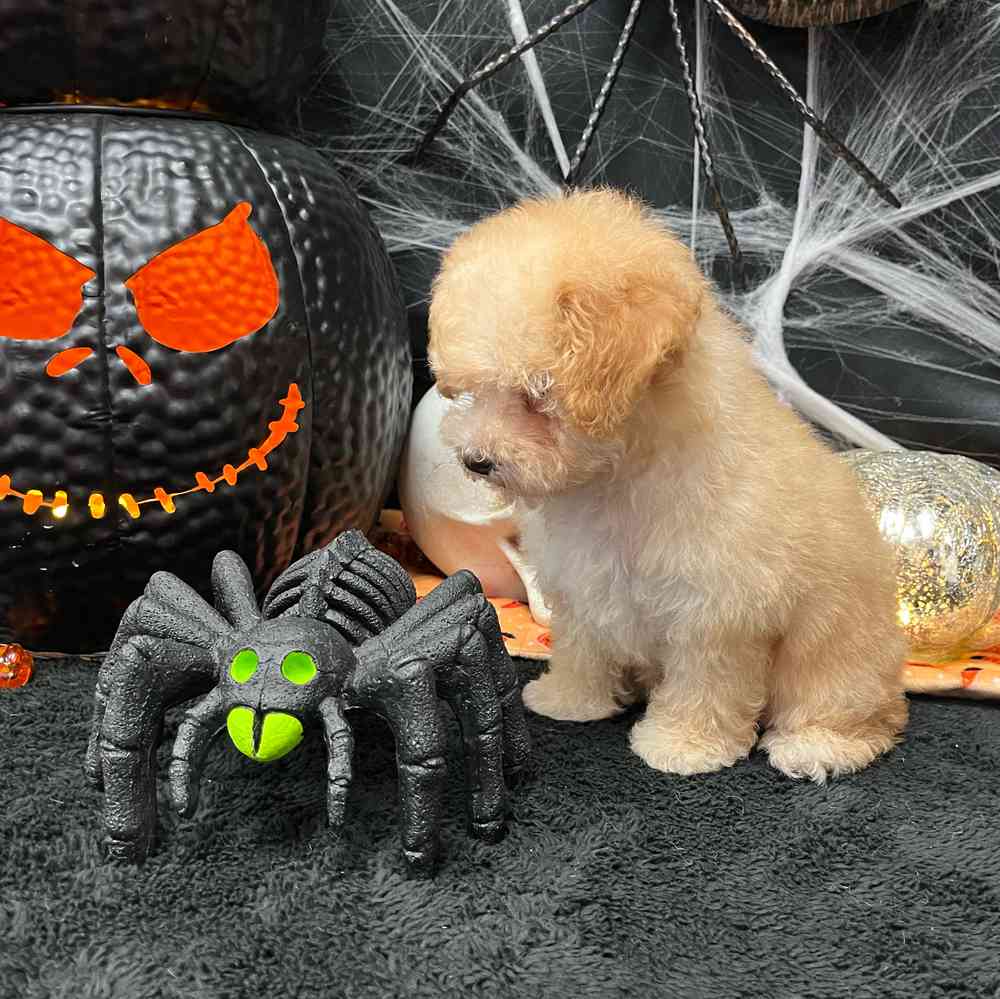 carousel pet images