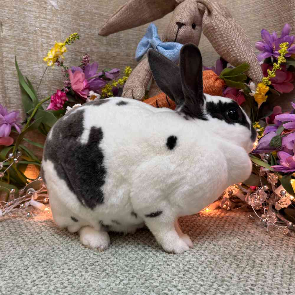 carousel pet images
