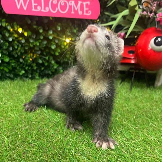 Ferret