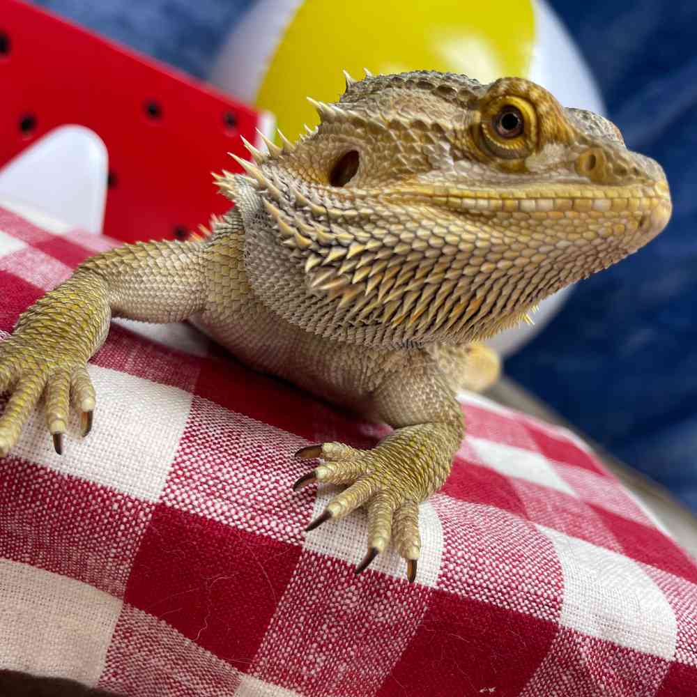 Pets for Sale - Pets Plus Stafford