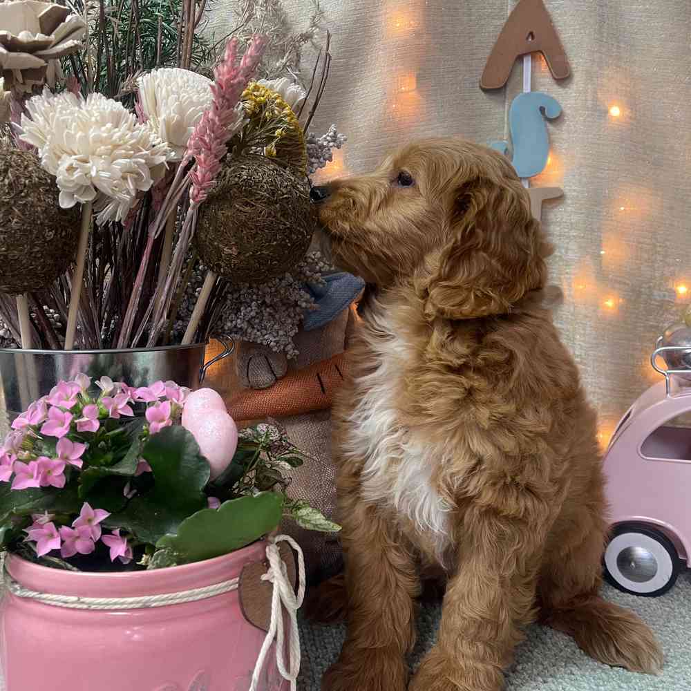 carousel pet images