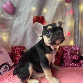 French Bulldog