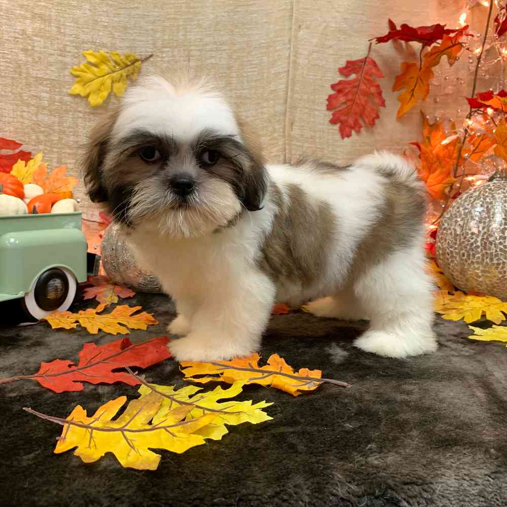 carousel pet images