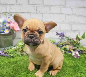 French Bulldog