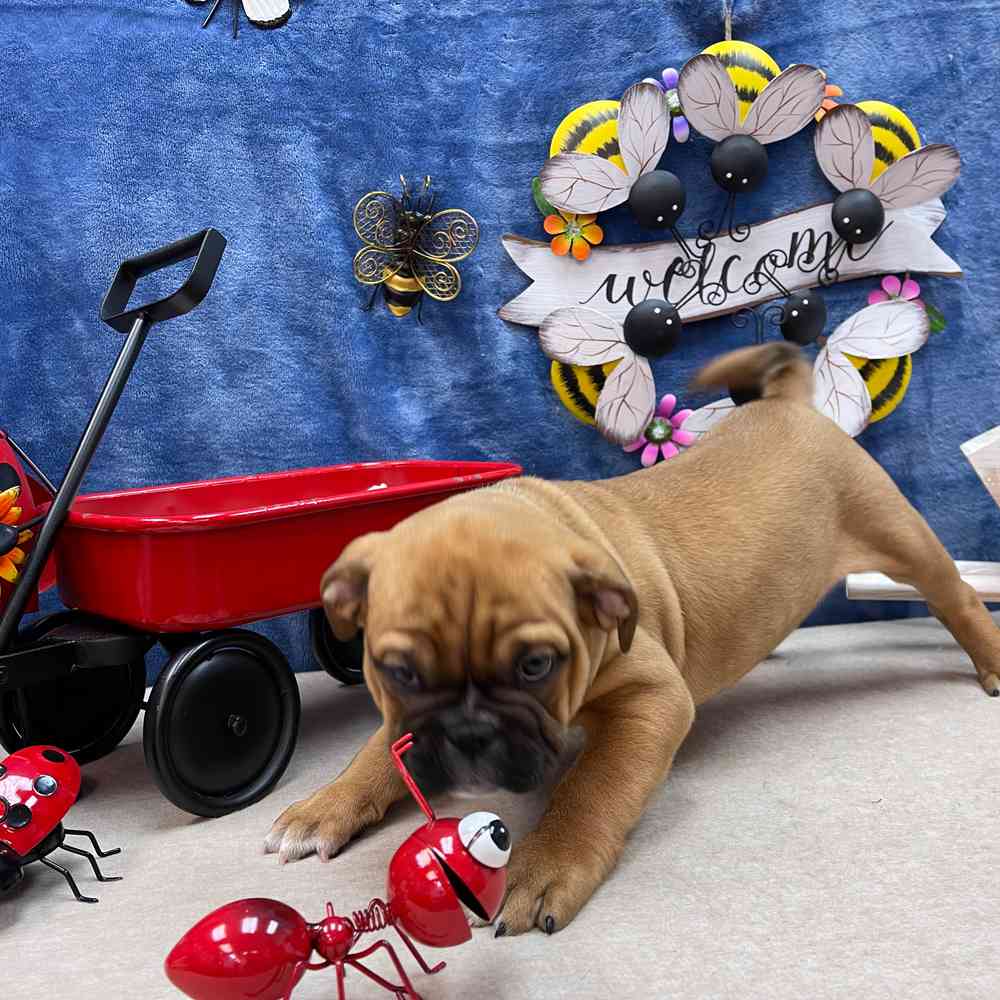 carousel pet images