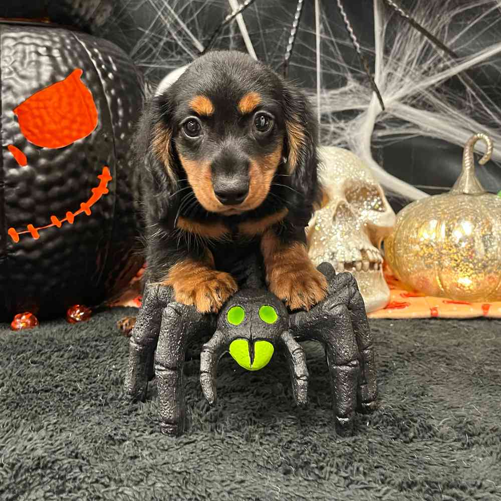 Image of a pet breed in the gallery