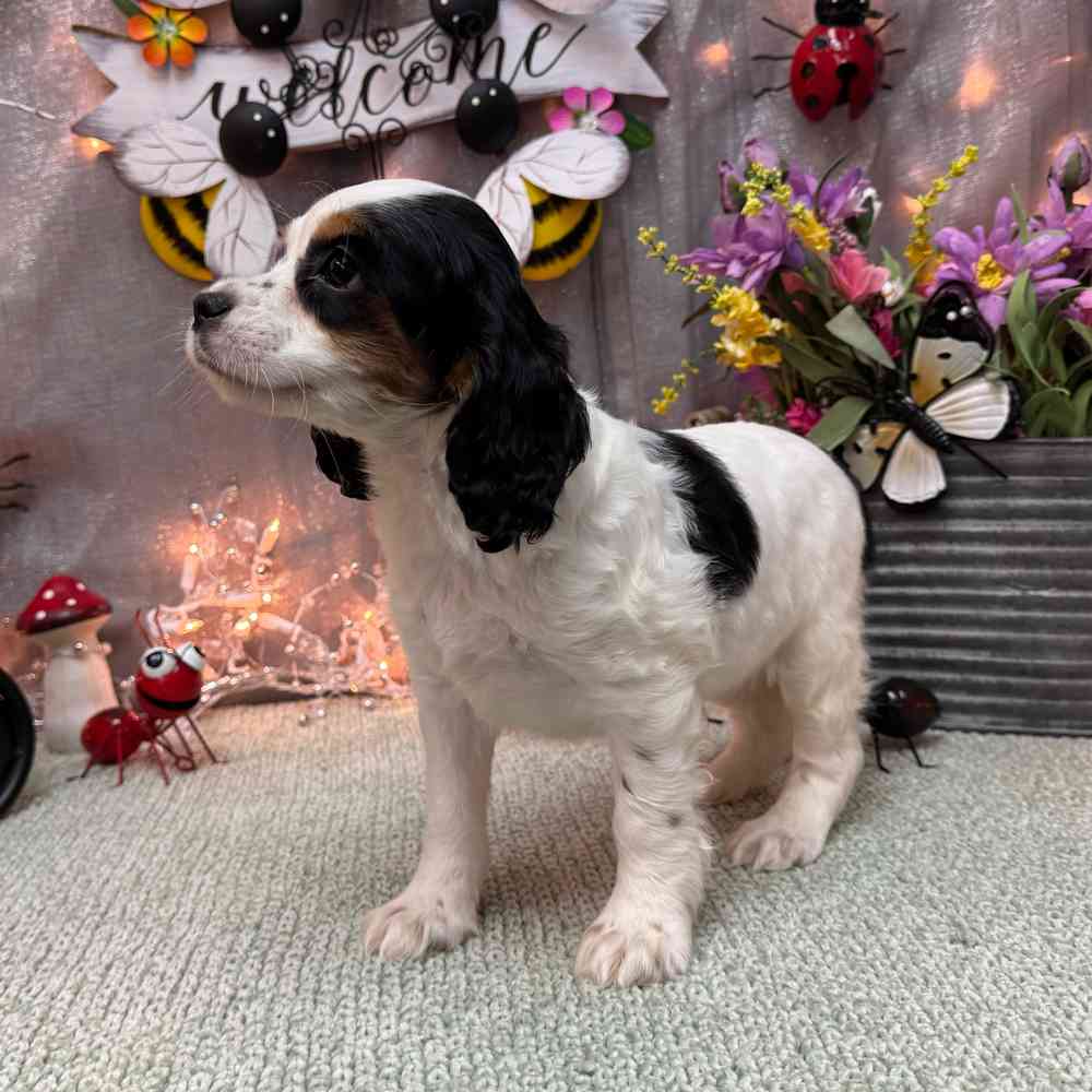 carousel pet images