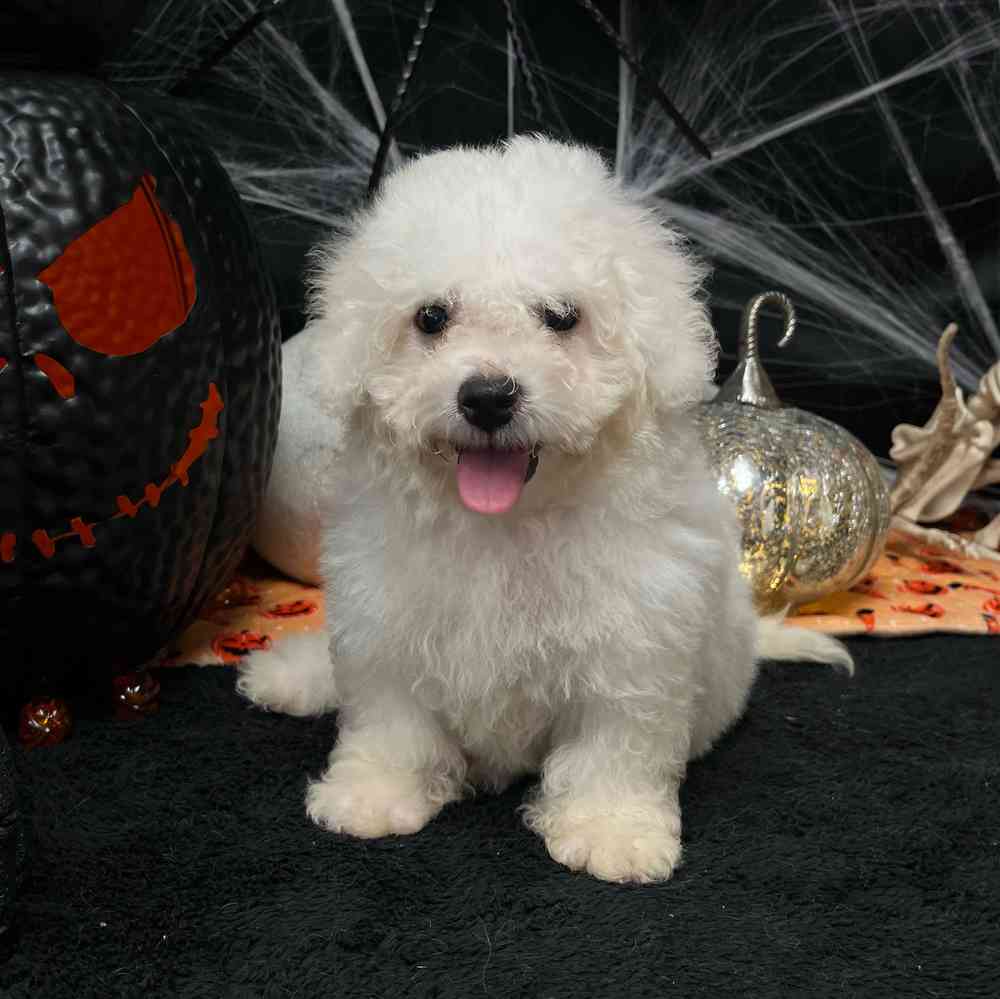 carousel pet images