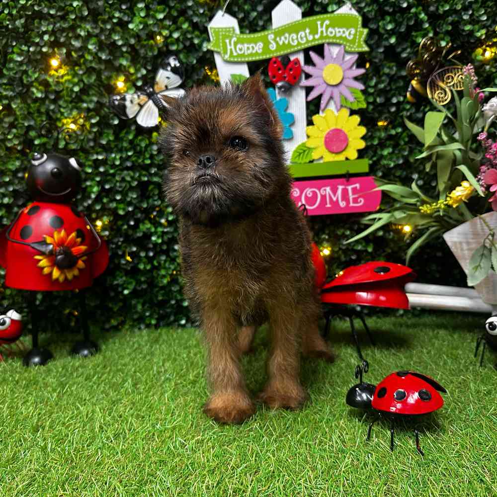 Image of a pet breed in the gallery