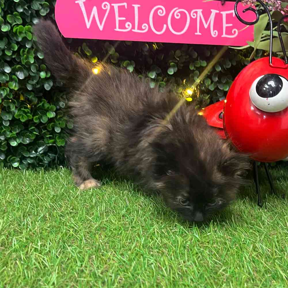 carousel pet images