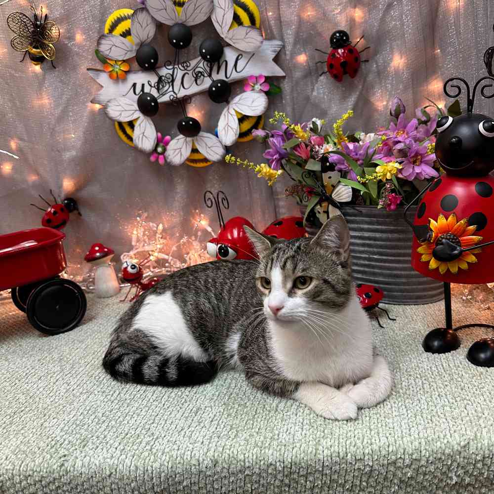 carousel pet images