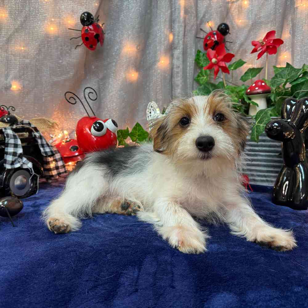carousel pet images