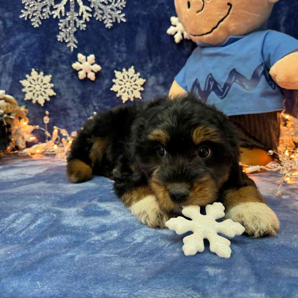 carousel pet images