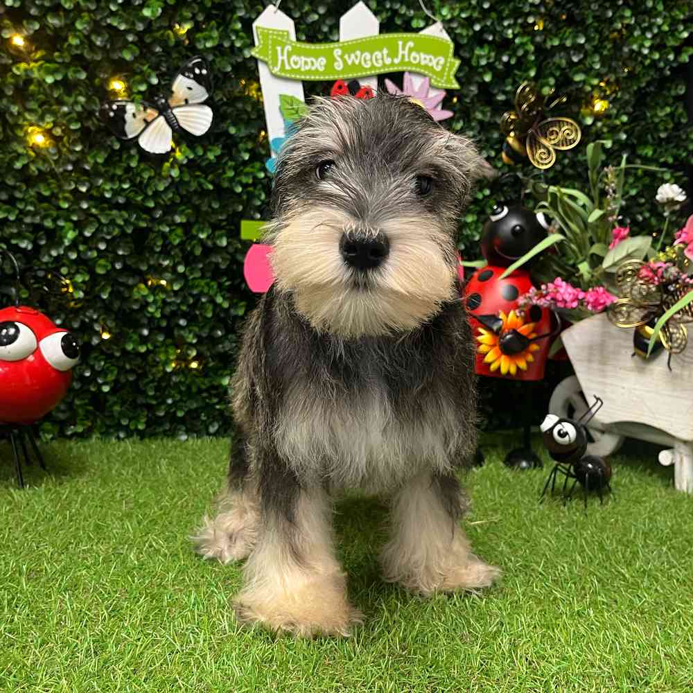 Image of a pet breed in the gallery