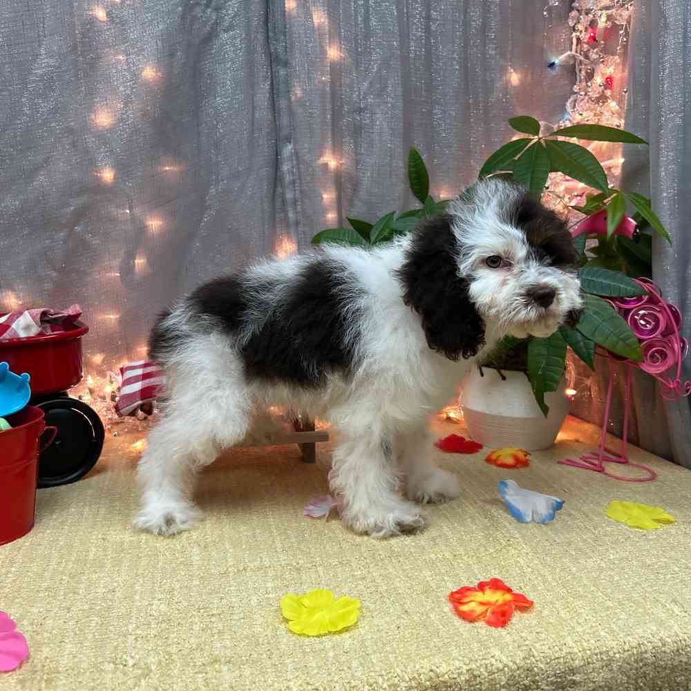 carousel pet images