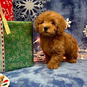 Cockapoo