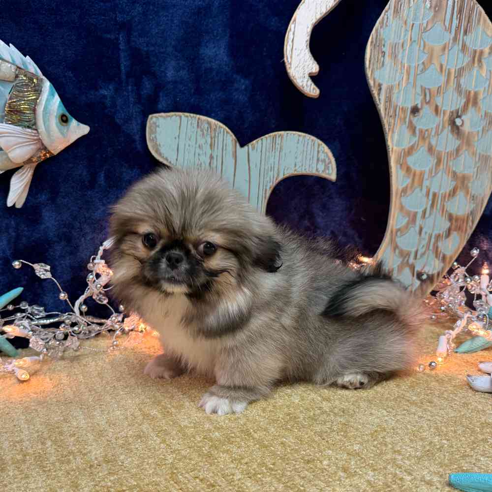 carousel pet images