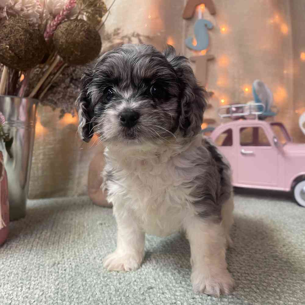 carousel pet images