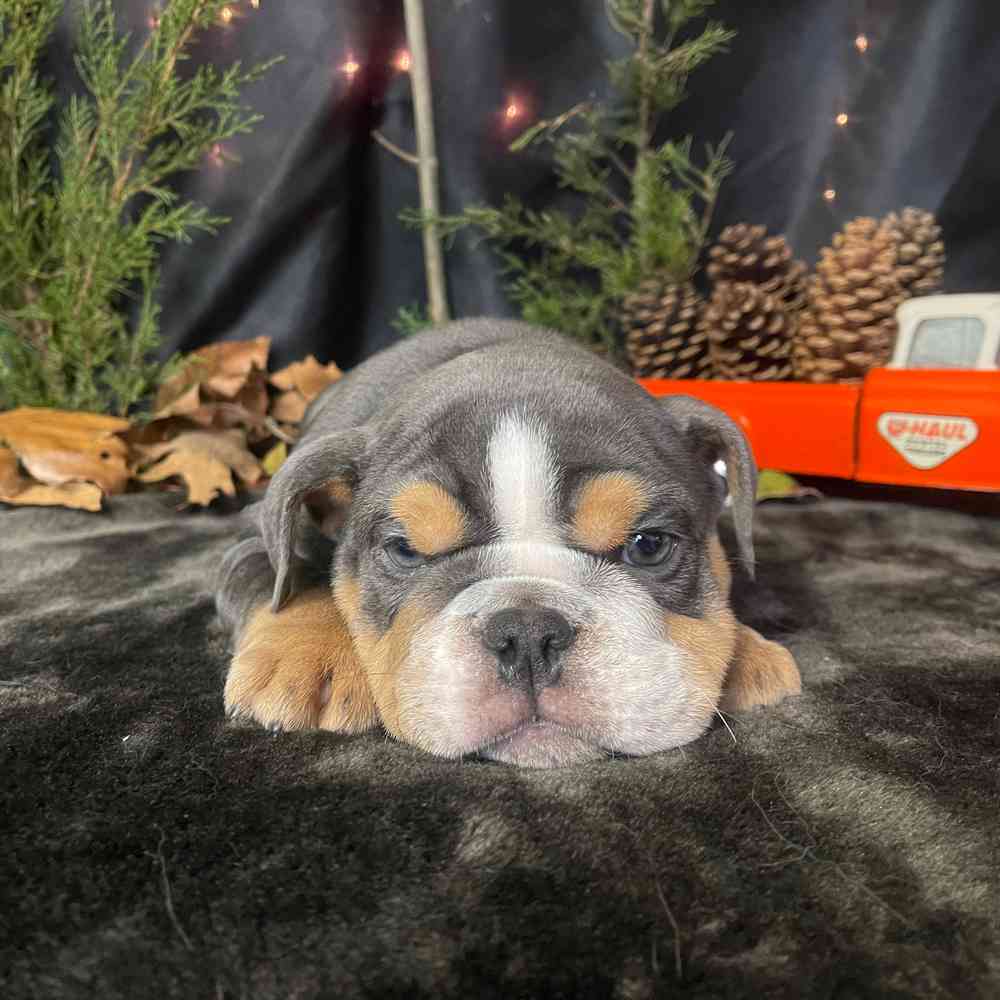 carousel pet images