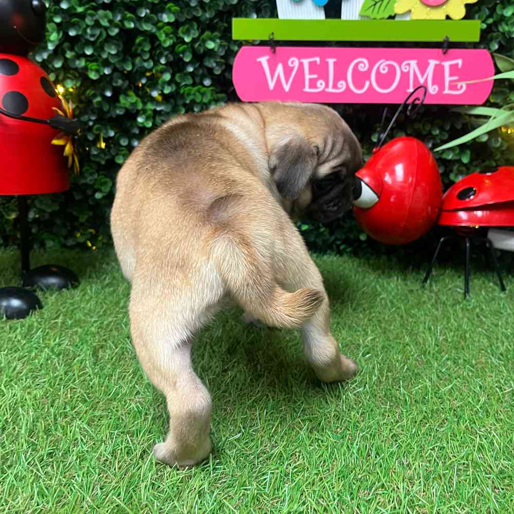 carousel pet images