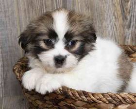 Shimo (Shih Tzu/ American Eskimo)