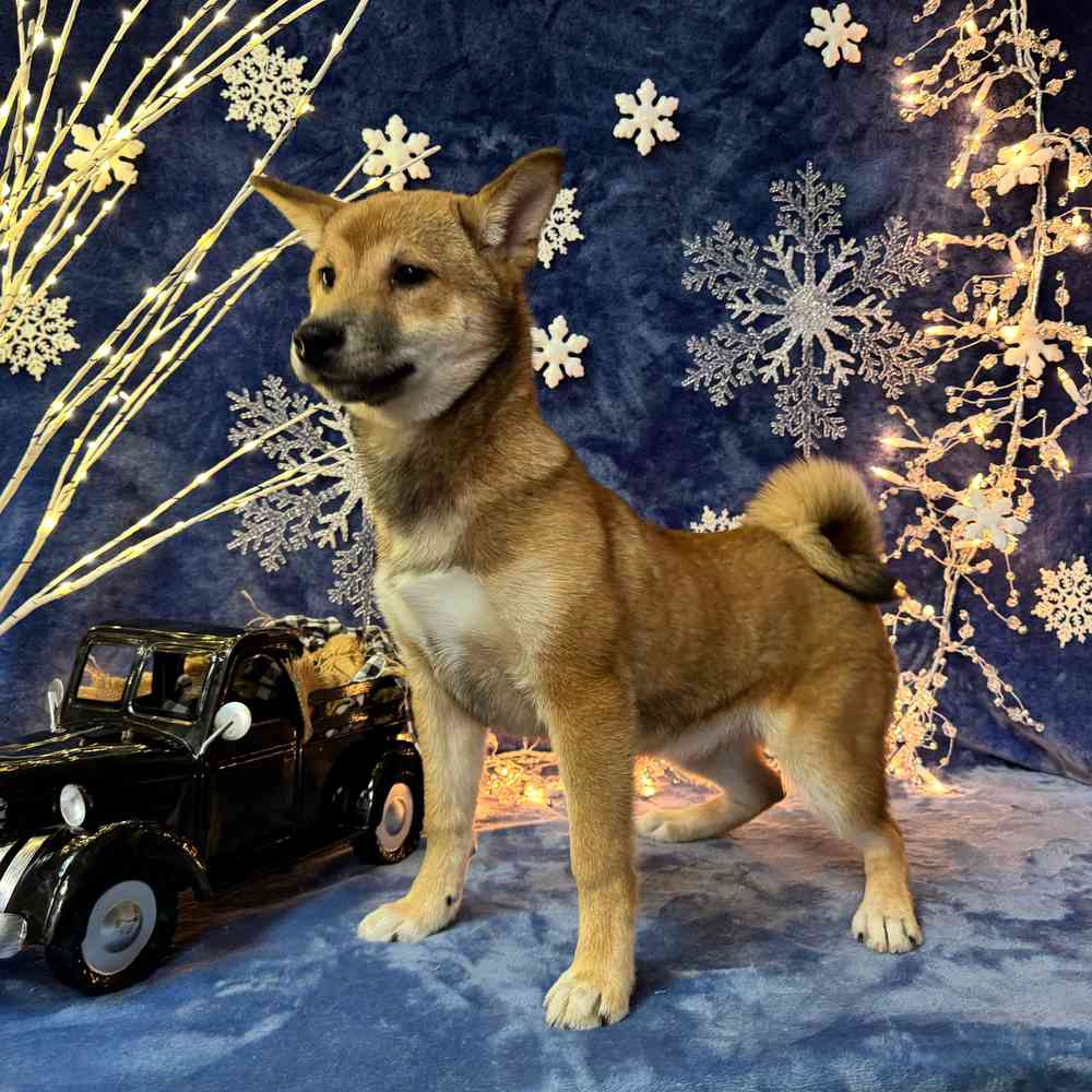 carousel pet images