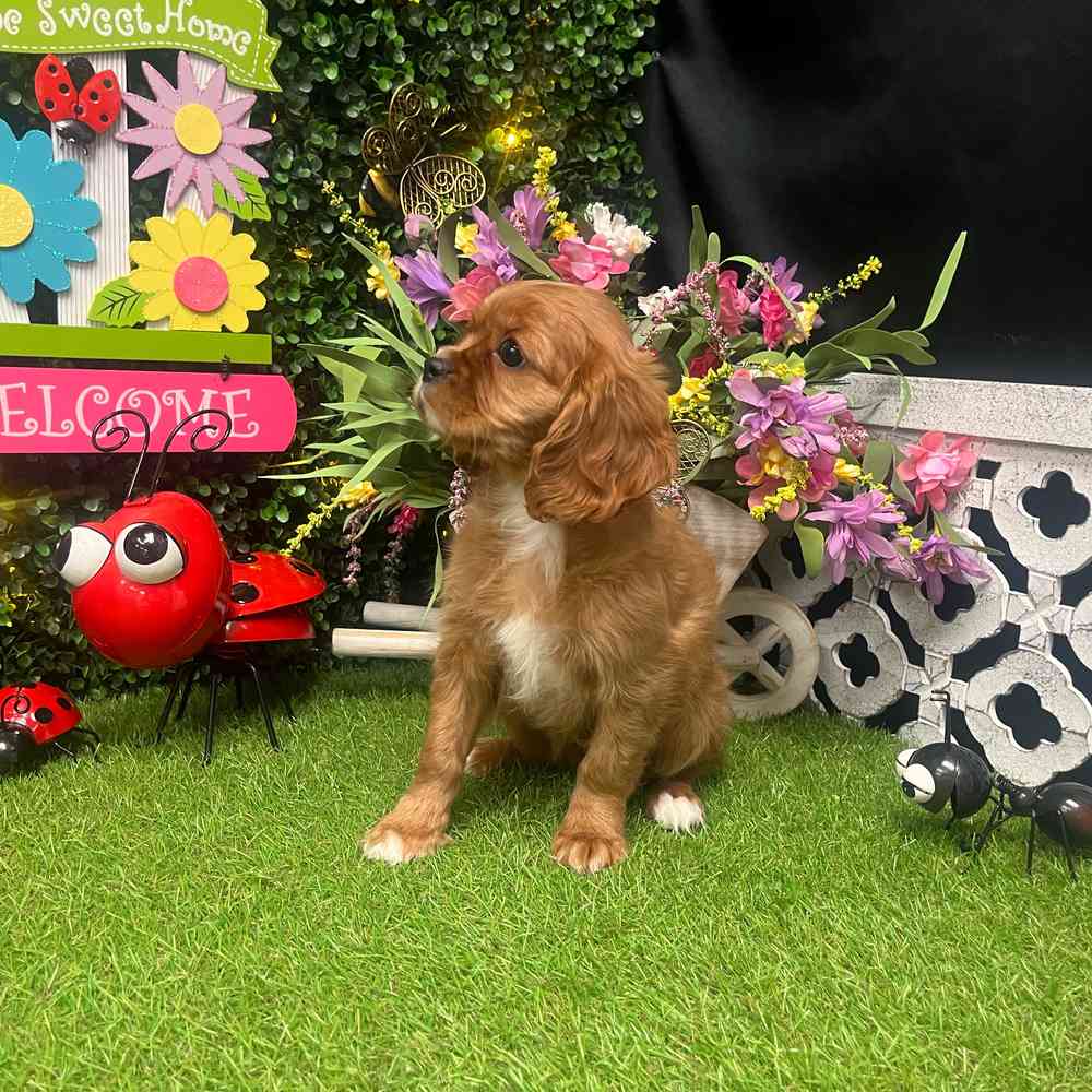 carousel pet images