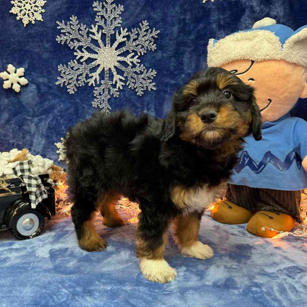 carousel pet images