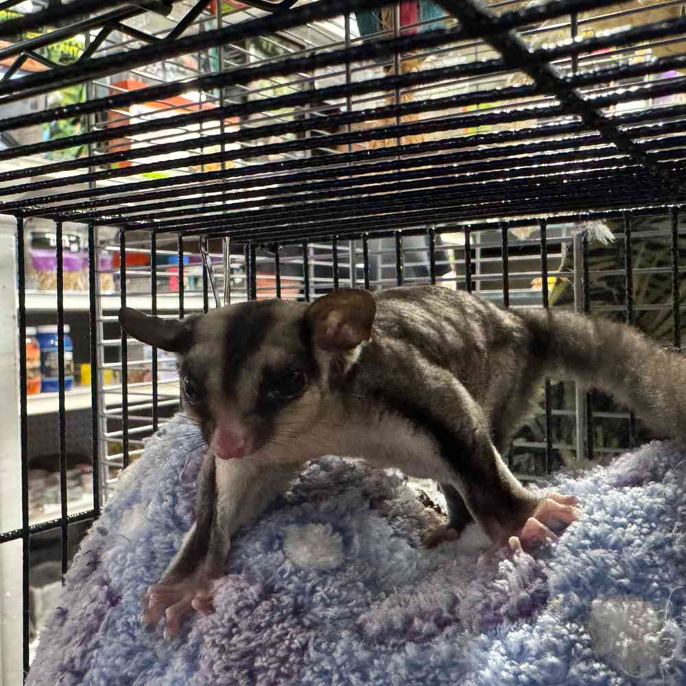 carousel pet images