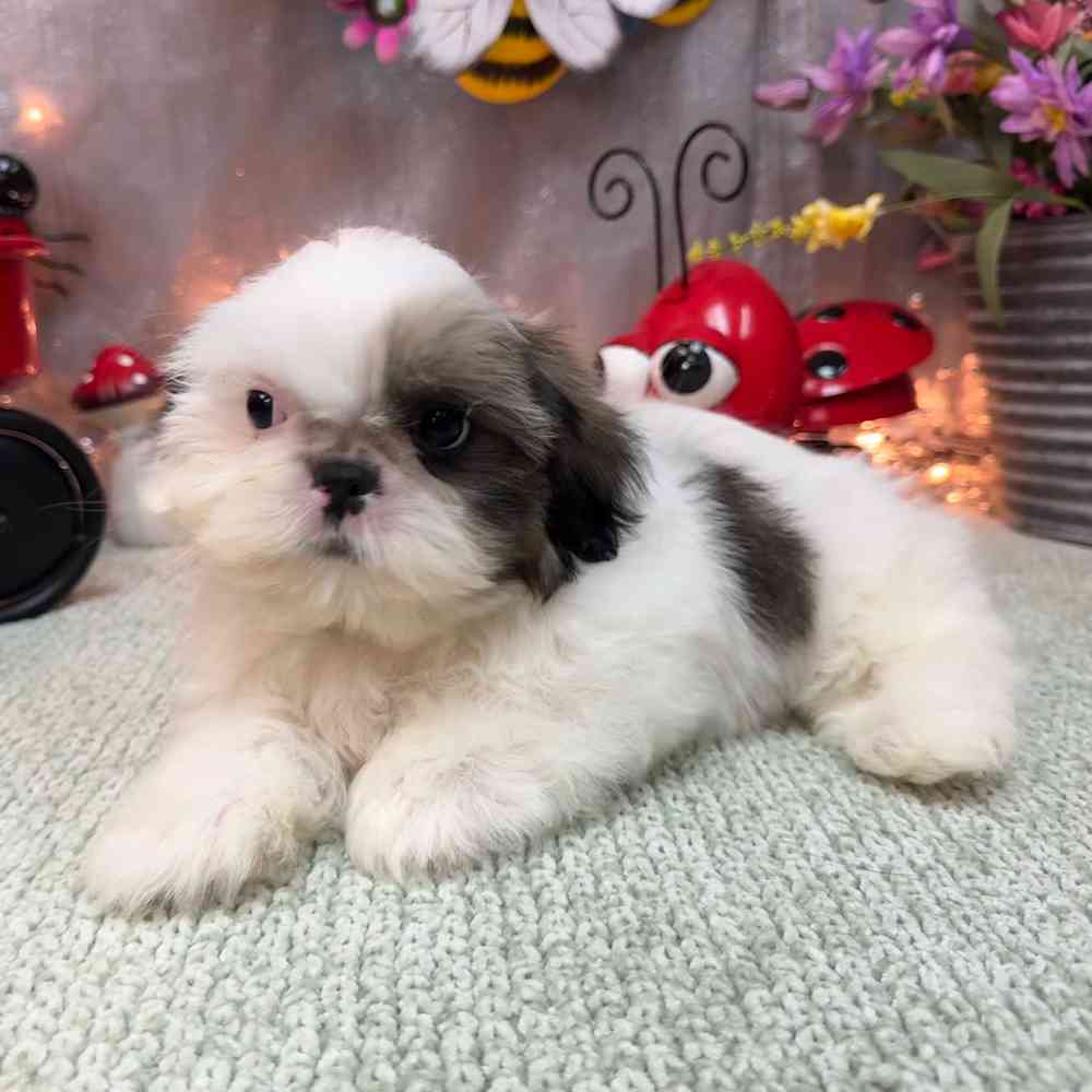 Image of a pet breed in the gallery