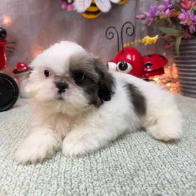 Shih Tzu
