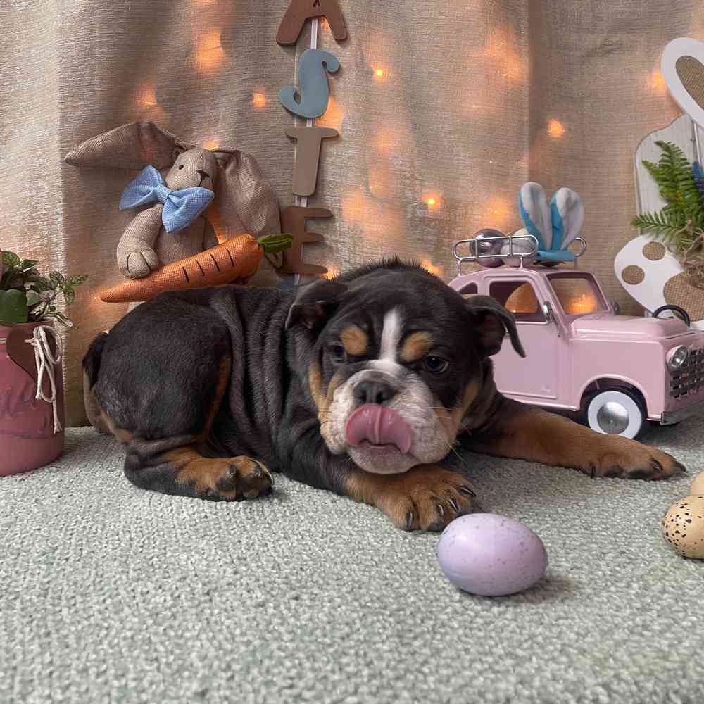 carousel pet images