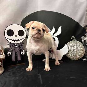 Pug