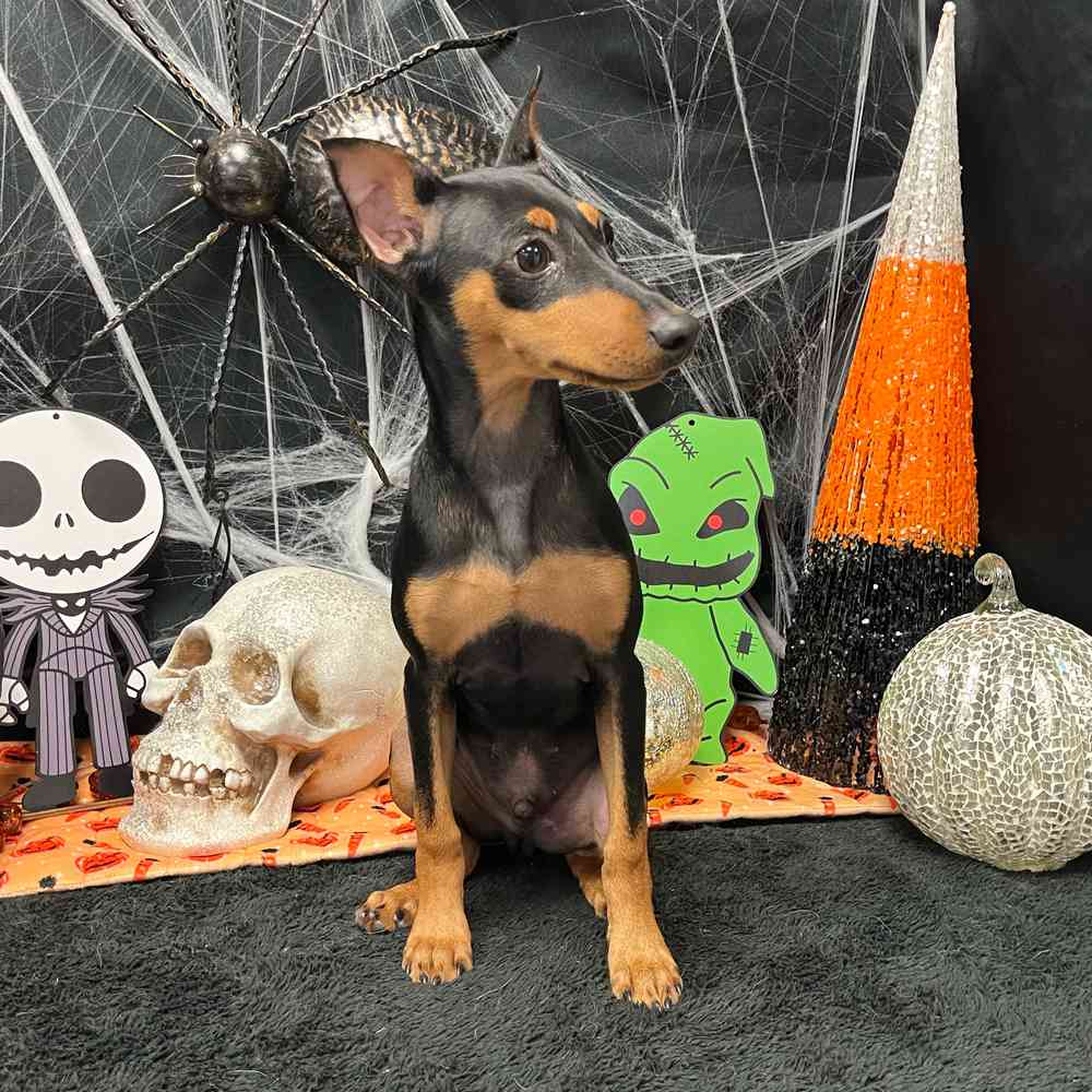 carousel pet images