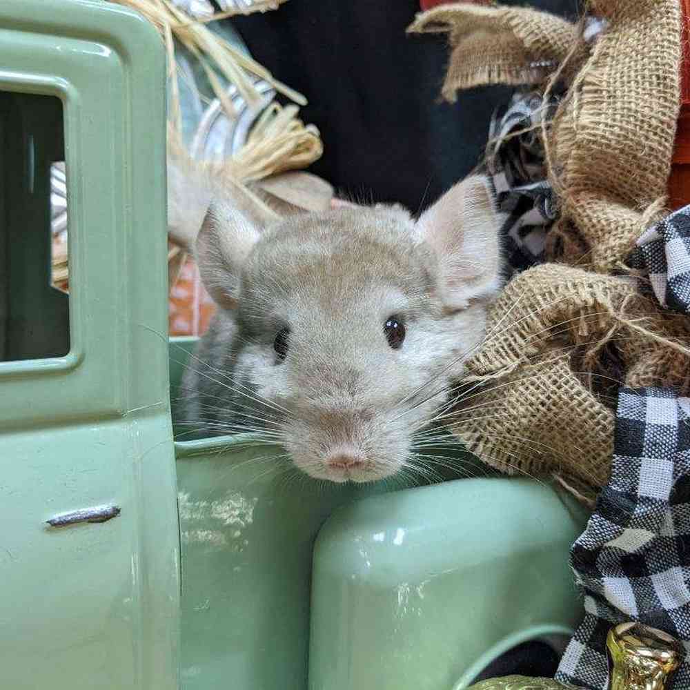 carousel pet images